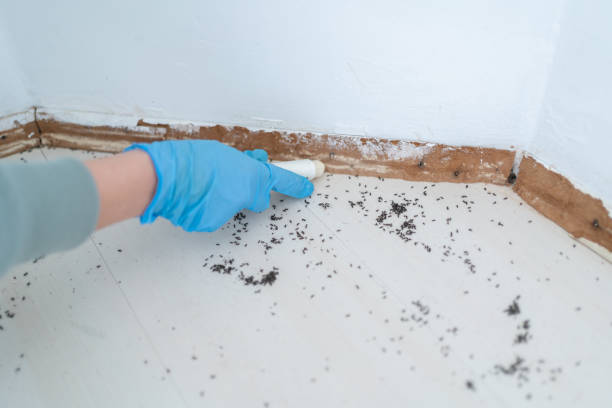 Best Cockroach Control Services  in Pixley, CA